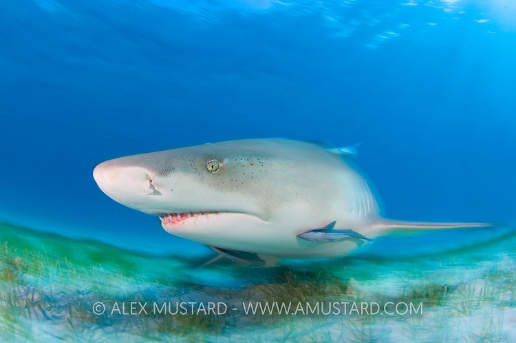 Lemon shark