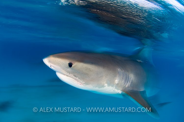 Tiger shark at the surface