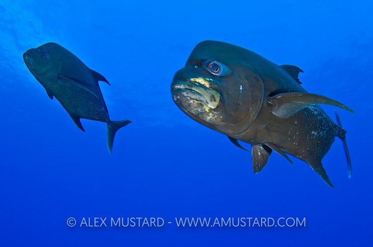 Black Jacks. Bahamas