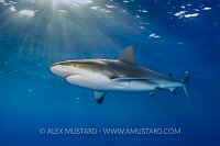 Reef Shark Below Surface. Bahamas