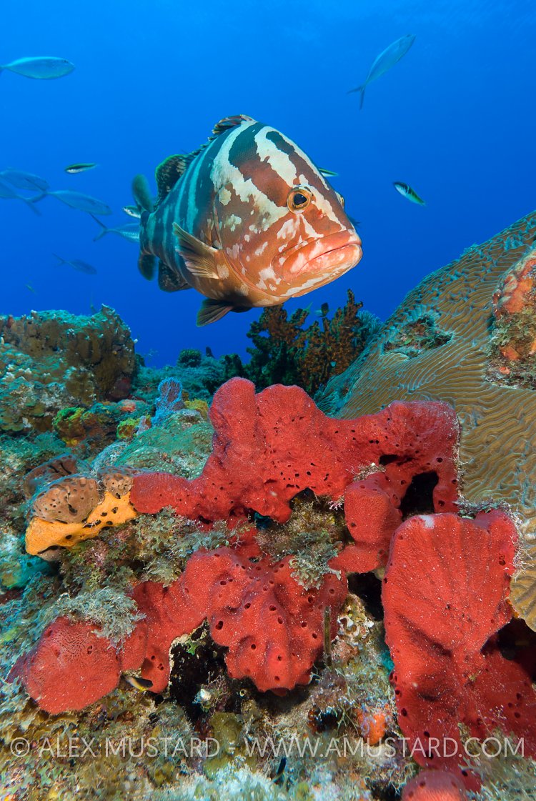 Nassau Grouper Over Sponges. Bahamas