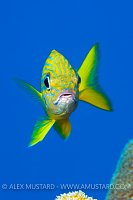 French Grunt. Bahamas