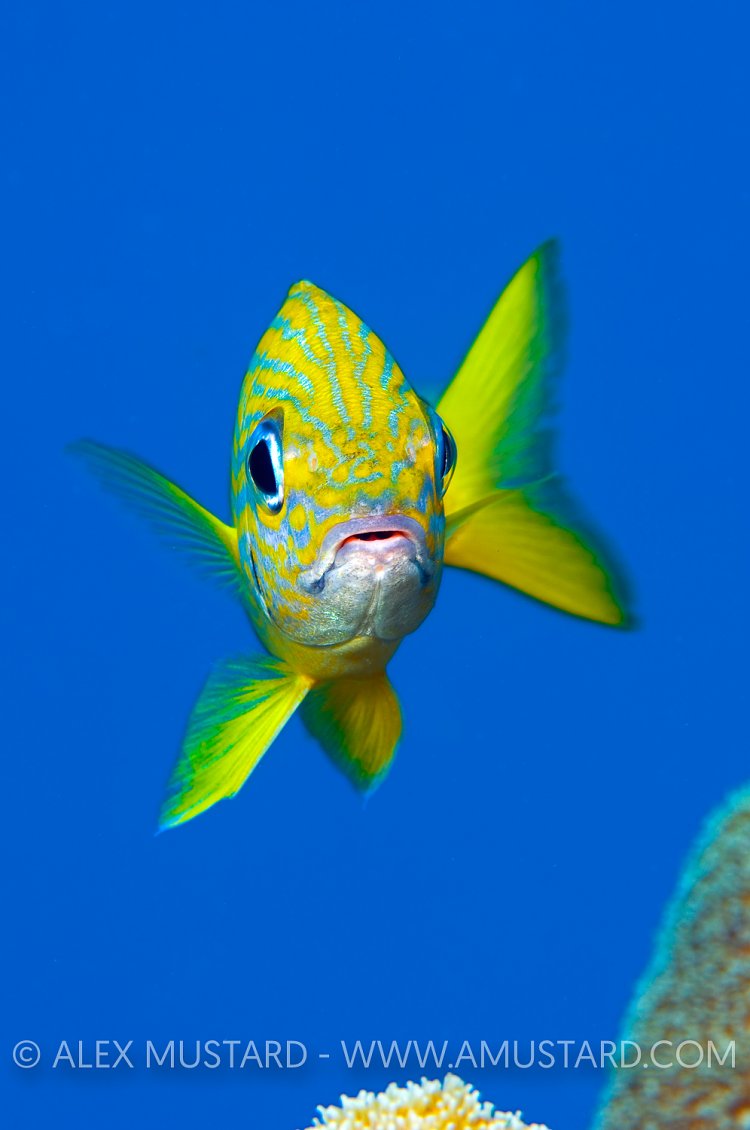 French Grunt. Bahamas