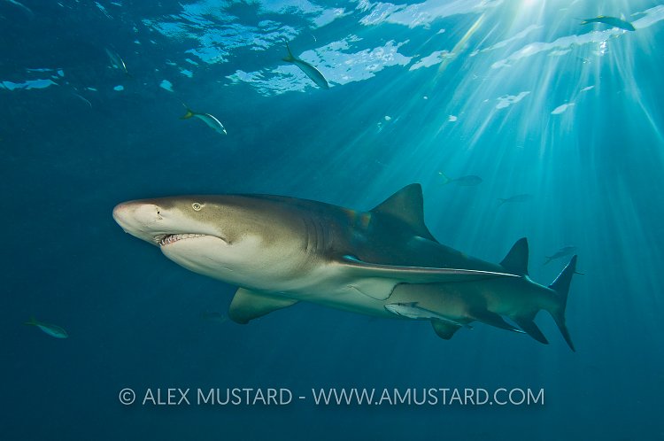 Lemon shark in sunrays. Bahamas.