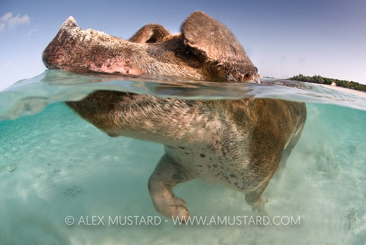 Swimming pig. Bahamas.