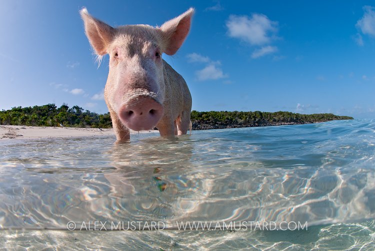 Pig in the sea. Bahamas.