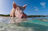 Pig going for a swim. Bahamas.