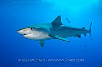 Tiger shark in open water