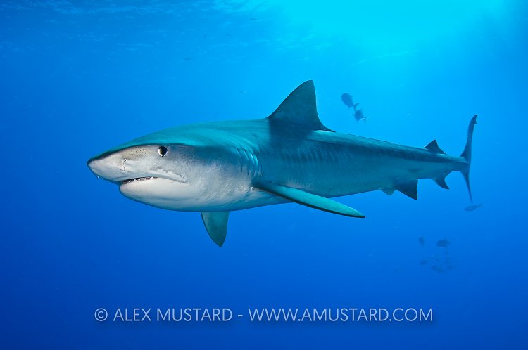 Tiger shark in open water