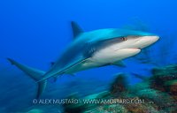 Long exposure of a Caribbean reef shark