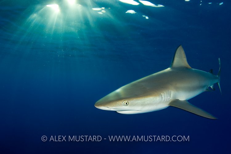 Reef shark at sunset