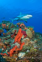 Caribbean reef shark over coral reef.