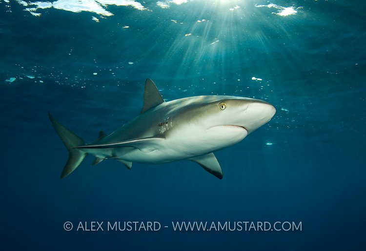 Caribbean reef shark at the surface. Bahamas