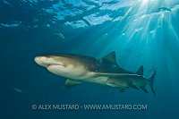 Lemon shark in sunrays. Bahamas.