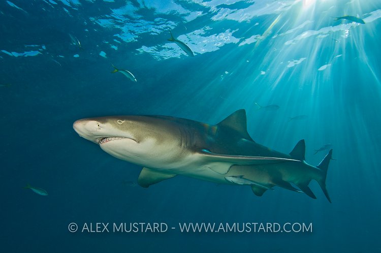 Lemon shark in sunrays. Bahamas.