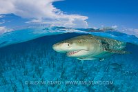 Lemon Shark At Surface. Bahamas.