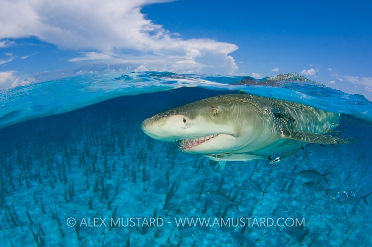 Lemon Shark At Surface. Bahamas.