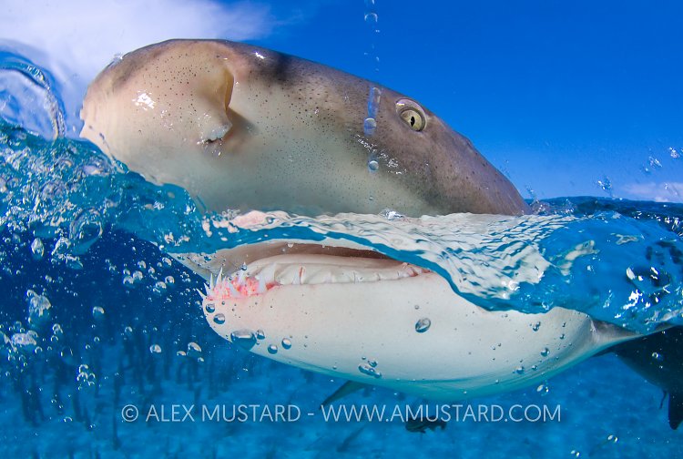 Lemon shark breaching the surface