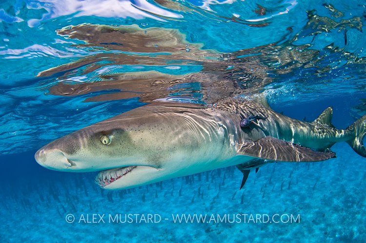 Lemon shark reflection. Bahamas