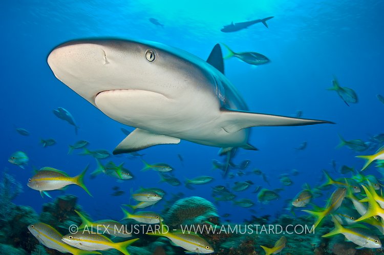Reef shark and reef fish. Bahamas.