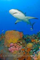 Caribbean reef shark over coral reef.