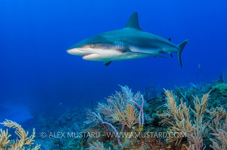 Reef Shark. Bahamas