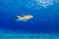 Lemon Shark. Bahamas