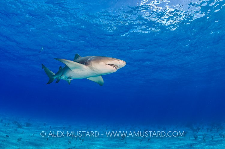 Lemon Shark. Bahamas