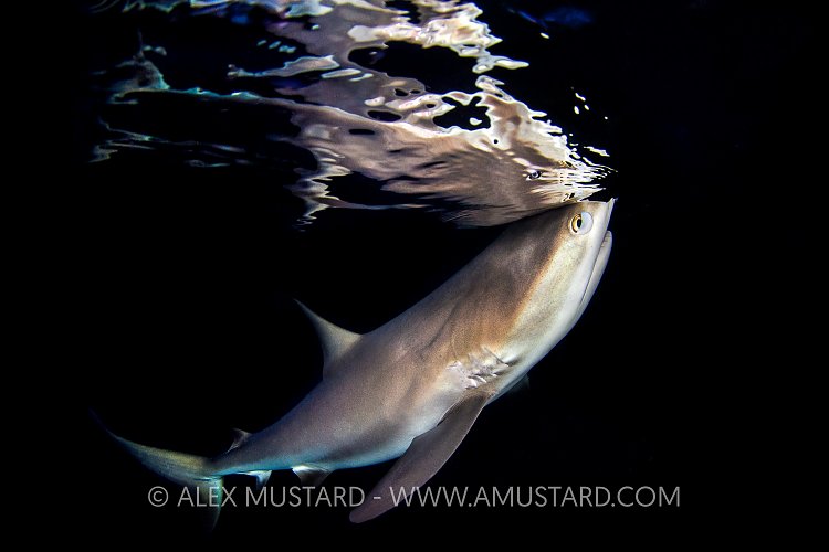 Reef Shark At Surface. Bahamas