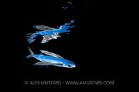 Flying Fish Reflection. Gulf Stream.
