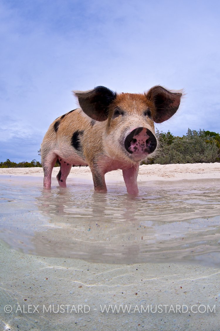 Young pig paddling. Bahamas
