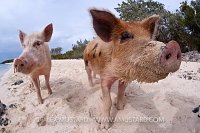 Pigs on the beach. Bahamas.