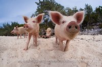 Piglets on the beach. Bahamas