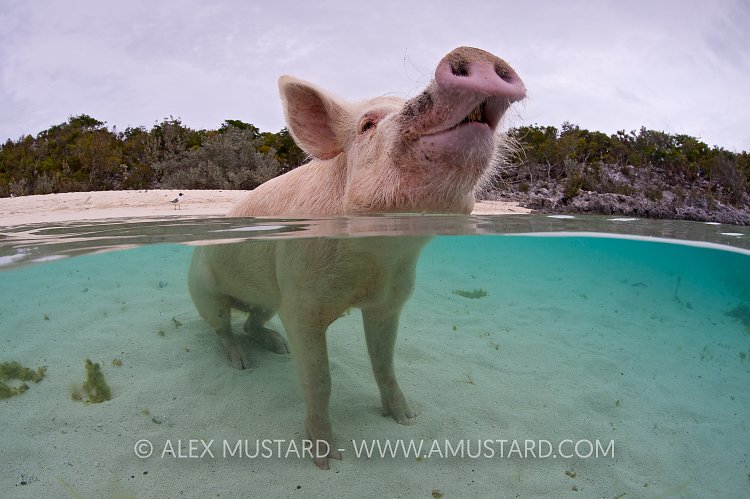 Pig in the sea. Bahamas.