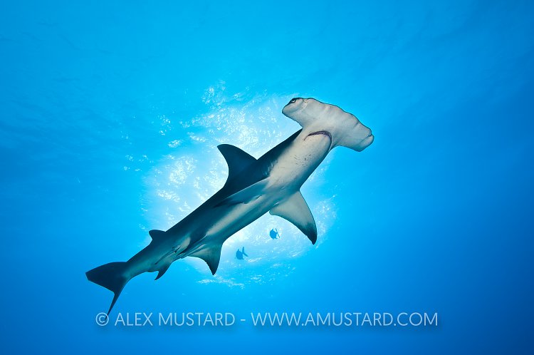 Great Hammerhead. Bahamas.