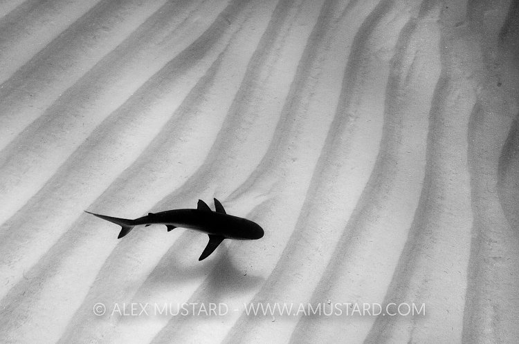 Lone Caribbean reef shark