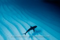 Caribbean reef shark over ripples.