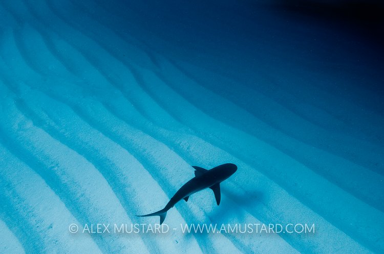 Caribbean reef shark over ripples.