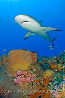 Caribbean reef shark over coral reef.