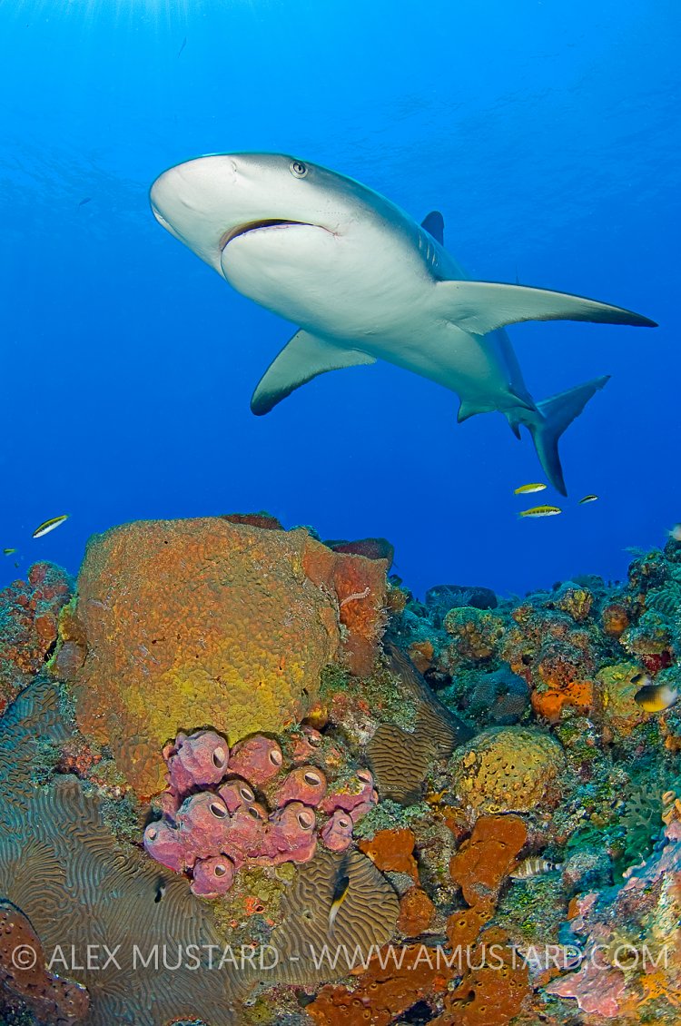Caribbean reef shark over coral reef.