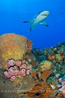 Caribbean reef shark over coral reef.