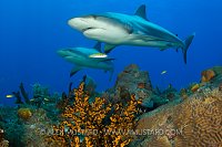 A pair of Caribbean reef sharks, over reef. Bahamas
