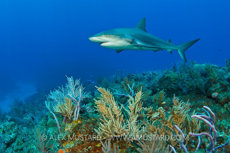 Caribbean reef shark over coral reef.