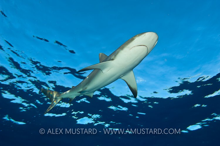 Caribbean reef shark at the surface.