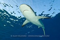 Caribbean reef shark at the surface.