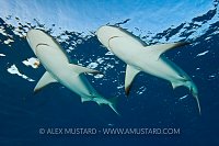 A pair of Caribbean reef sharks at the surface.