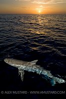 Caribbean reef shark at sunset. Bahamas.