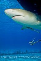 Lemon shark under boat. Bahamas