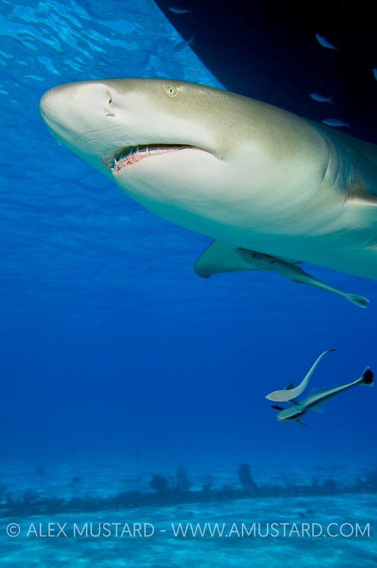 Lemon shark under boat. Bahamas