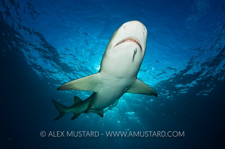 Lemon shark at sunset. Bahamas.